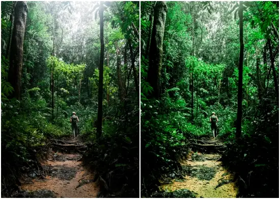 Green Jungle Lightroom Mobile & Pc Presets