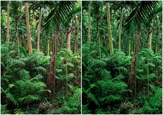 Download Free Dng Forest Presets