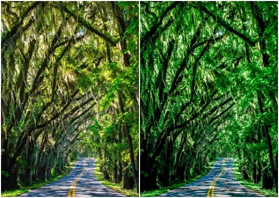 Forest Green Lightroom Preset