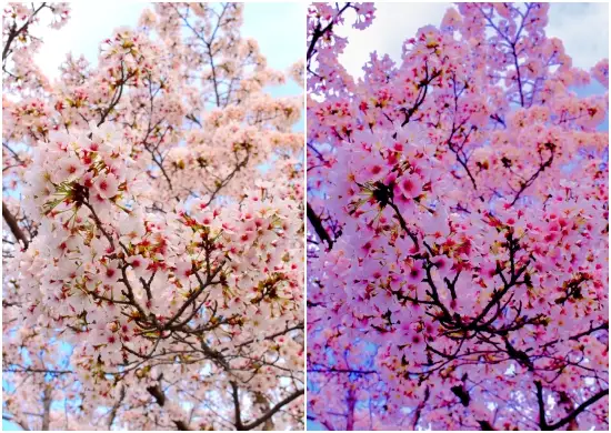 Korean Preset Lightroom Free Download