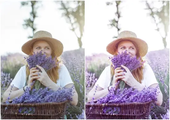 Lavender is a Free Lightroom Presets