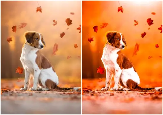 Pro HDR Animal Lightroom Presets