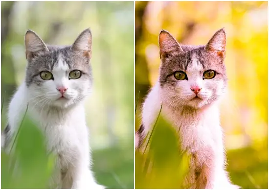 HDR Animal Lightroom Preset