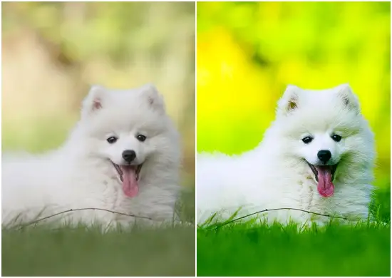 Free Dng Animal Lightroom Preset