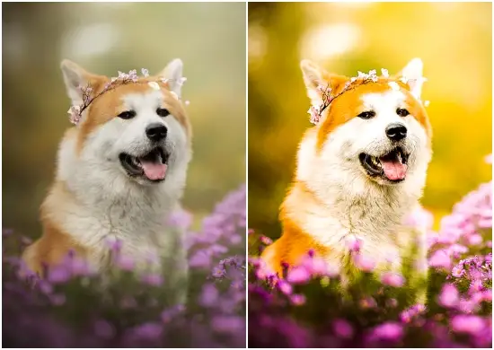 HDR Animals Photography Lightroom Preset