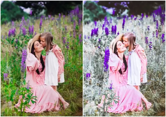 Purple Instagram Provence Flower Fields