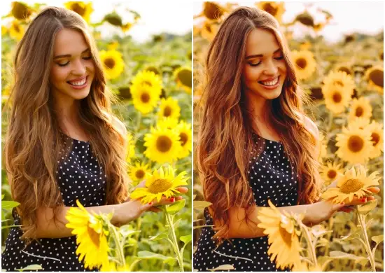 Sunflower Yellow Tone