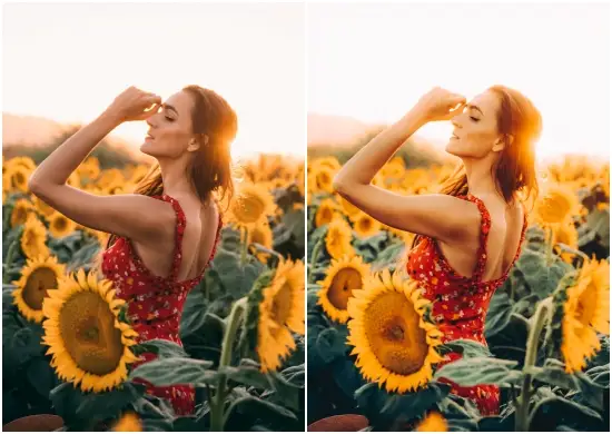 Sunflower Warm Tone Dng Preset
