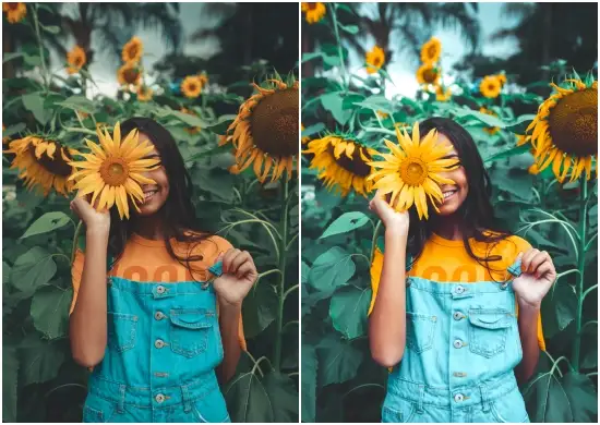 Sunflower Fields Lightroom Presets