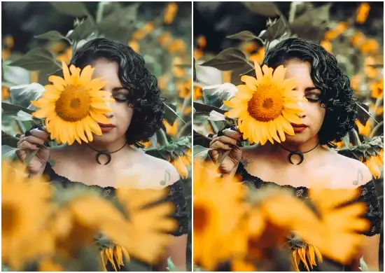 Sunflower Instagram Presets