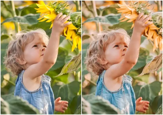 Free Lightroom Preset Sunflower