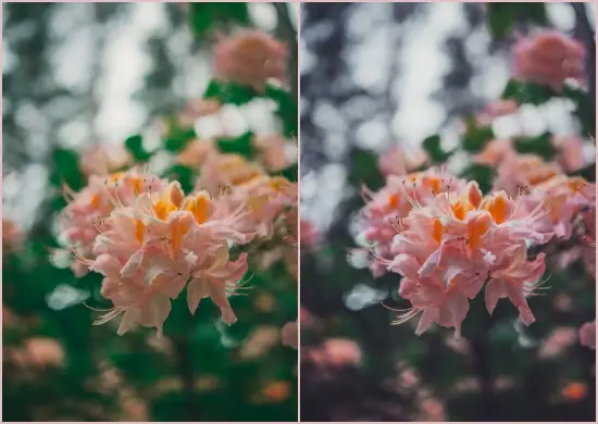 Flower Preset Mobile Lightroom