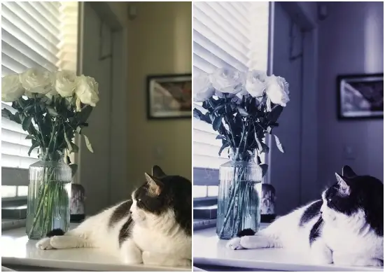 Violet Preset Best Lightroom Preset