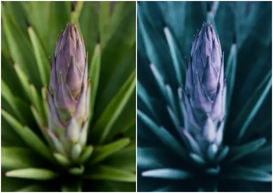 Yellow Violet Lightroom Color Grading