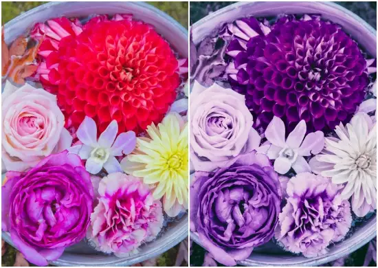 Violet Lightroom for Instagram