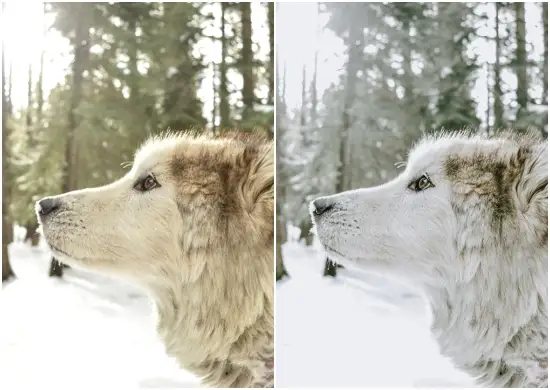 Winter Lightroom Presets Download Now