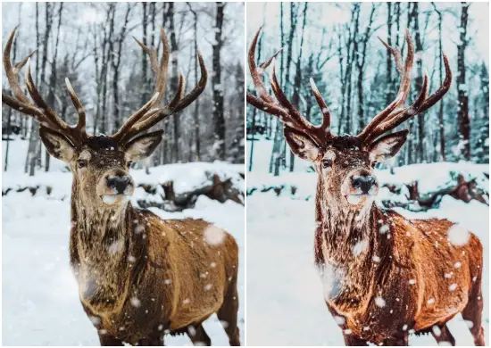 Winter Forest Snow Presets